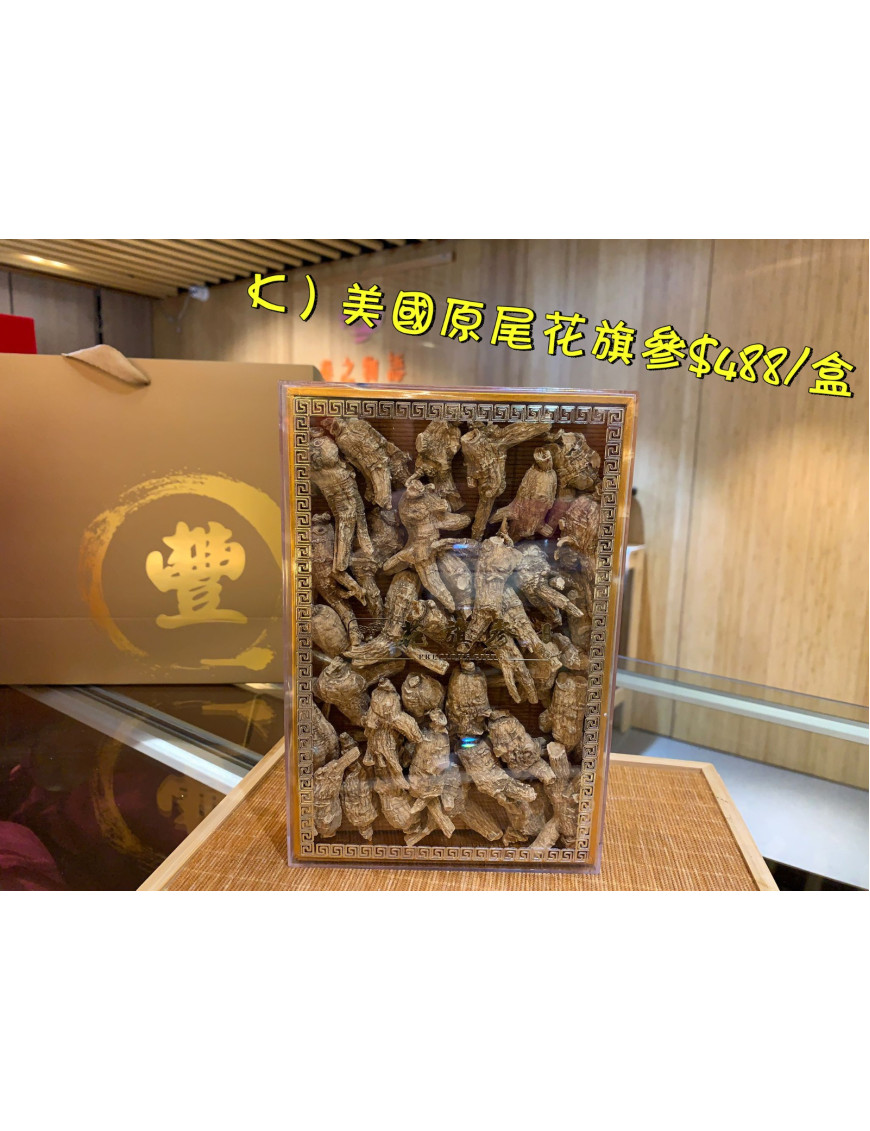 K) 美國原尾泡蔘