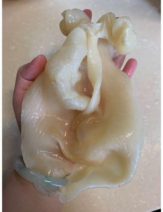南非鴨巴膠 , 33-35頭/斤, 300克/盒